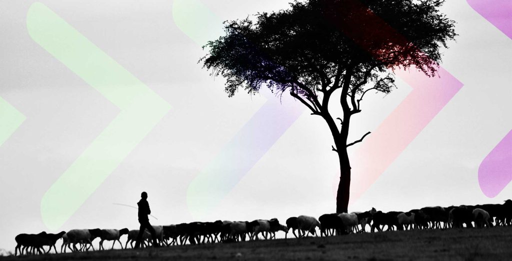photo of a shepherd leading sheep with arrows pointing ahead