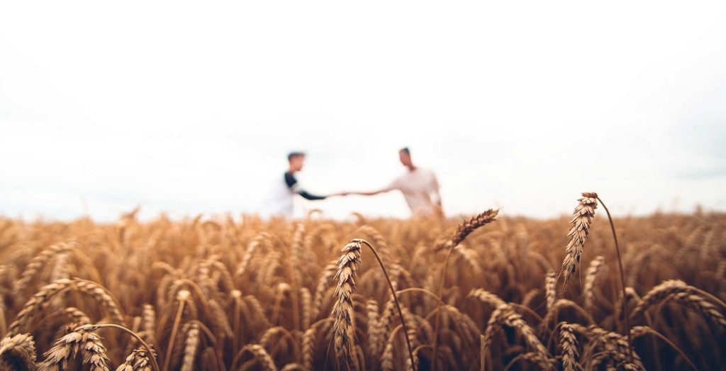 photo of people standing in a field of wheat, ready for harvest.